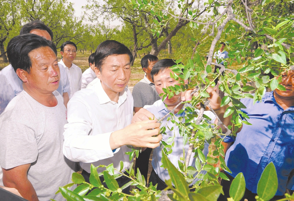 5月26日，省委书记、省人大常委会主任骆惠宁在稷山县国家级板枣园，与枣农们探讨枣树枝芽修剪技术。本报记者李联军摄