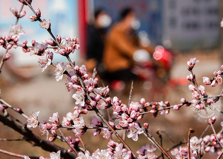 新绛：杏花盛开正当时