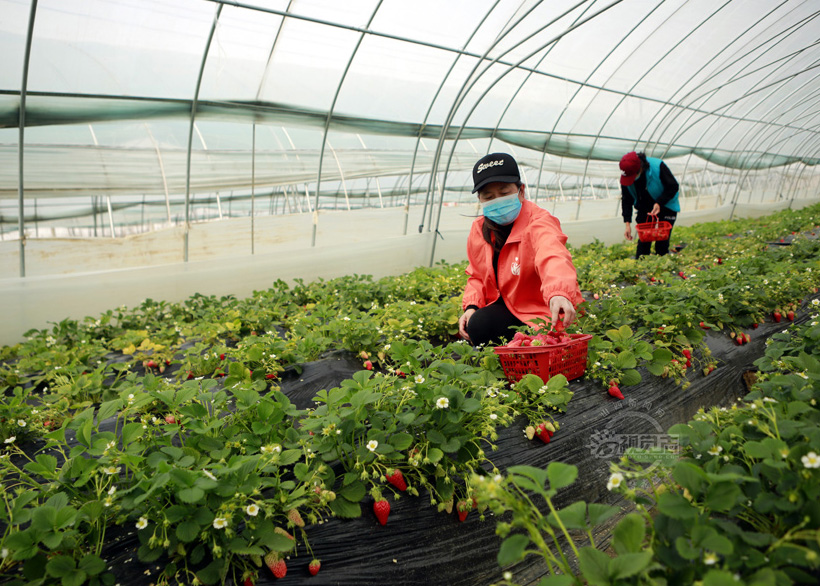 临汾：草莓进入盛产期