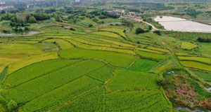 乡村稻田“调色板”