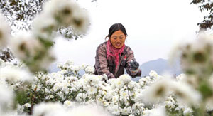 菊花种植铺就致富路