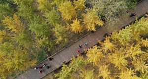 山乡银杏黄 太行秋景美