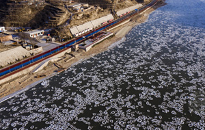 黄河吕梁段现流凌景观