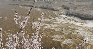 黄河壶口瀑布迎来“桃花汛”