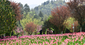 贵州龙架山花开引客来