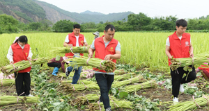 浙江湖州：抢收蜂斗菜