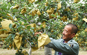 夏披“黄金甲” 秋换“隰州红”