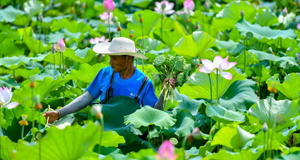 盛夏时节采莲忙