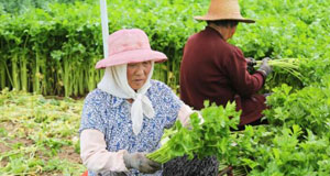 高原夏菜采收忙