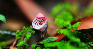 野生植物“天然居室”