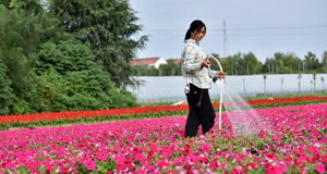 鲜花扮靓致富路