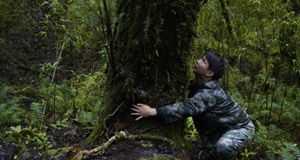 云南发现一棵国保植物须弥红豆杉