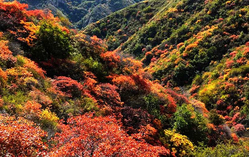 万山红遍层林尽染 如同天然彩色油画