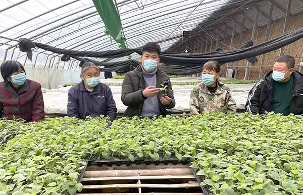 高平寺庄镇：应对低温降雪天气保障设施农业生产