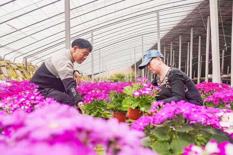 李俊兵：靠种花卉踏上致富路