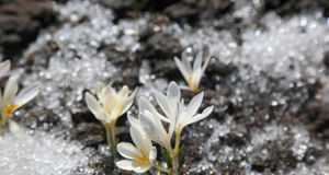 新疆：顶冰花破雪绽放