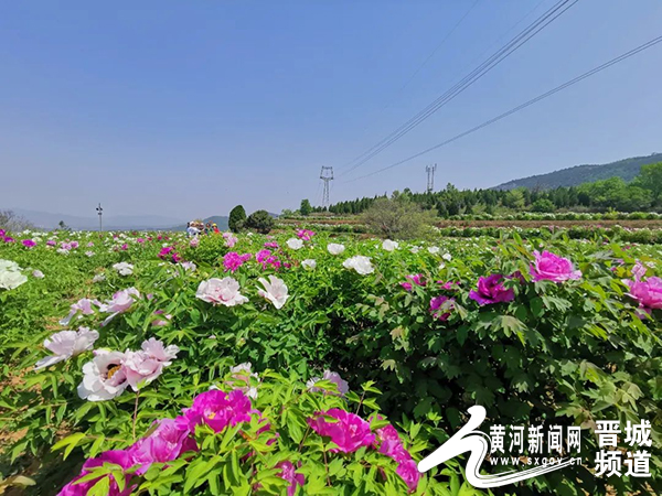 高平市三甲镇：牡丹开出“致富花”