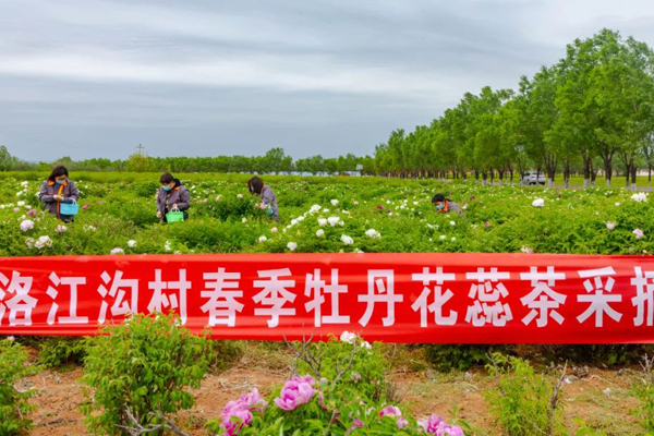 襄垣县洛江沟村：牡丹绽放“花经济”