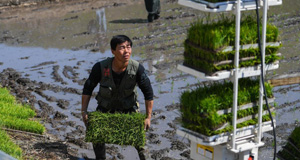 内蒙古：兴安盟水稻种植忙