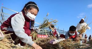 体验麦收 爱上劳动