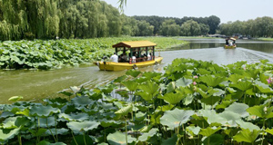 夏日荷香消暑气