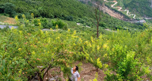 发展山间果林种植带动村民致富