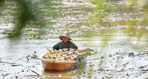 金秋时节采藕忙