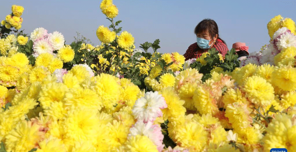 河南温县：怀菊采摘忙