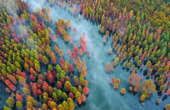 云南昆明：水杉湿地景色如画