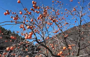 夏县:树柿千灯红胜火 高悬如意照山家