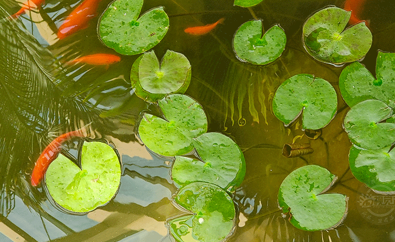 植物园里春意浓 