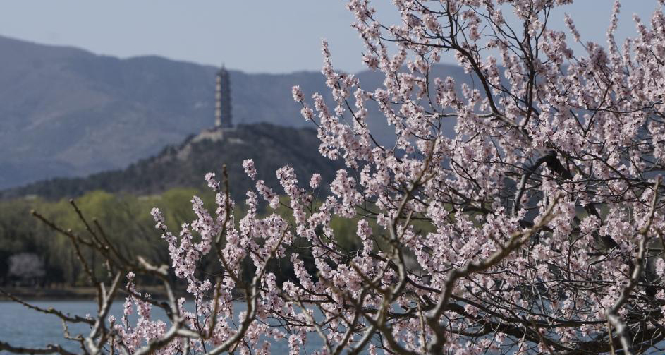 桃花绽放颐和园