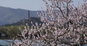 桃花绽放颐和园