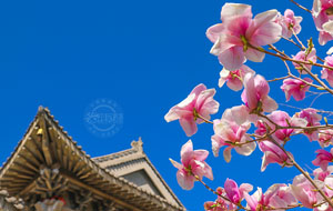 玉兰花开柏塔寺