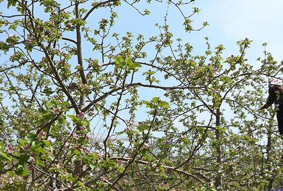 山西芮城：果树疏花正当时