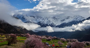 索松村桃花山色醉游人