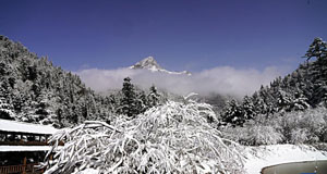 春雪润官鹅