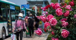 月季花开 扮靓春城