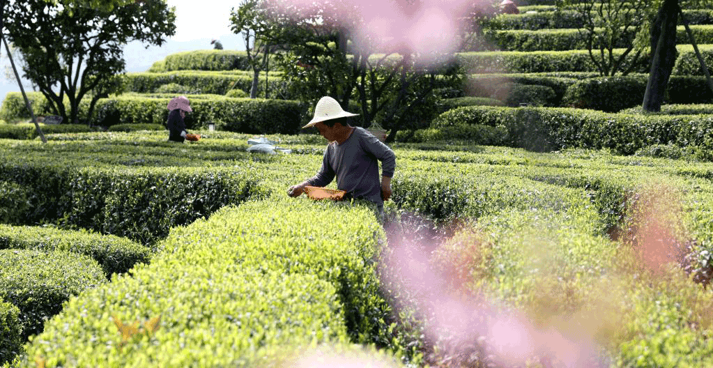 福建福鼎：白茶开采忙