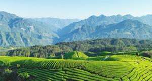 茶山如海连天际