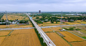 三夏时节 麦田流金