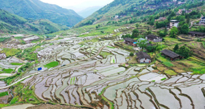 福建尤溪：联合梯田重焕生机