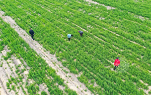 田间地头药农忙