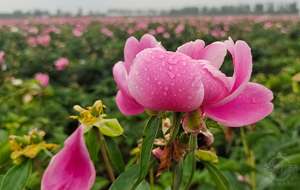 百亩芍药花盛放 馨香怡人迎客来