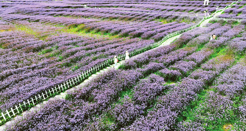 “花海”产业助力乡村振兴