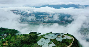 巫山脆李出峡记