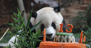 印尼为大熊猫“彩陶”庆祝生日