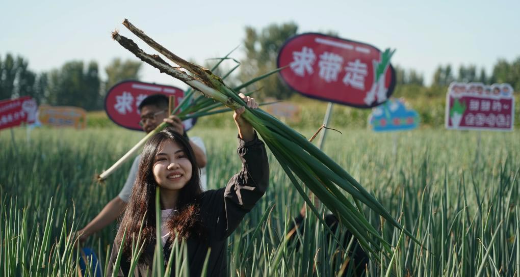 北京平谷：大葱尝鲜季开幕