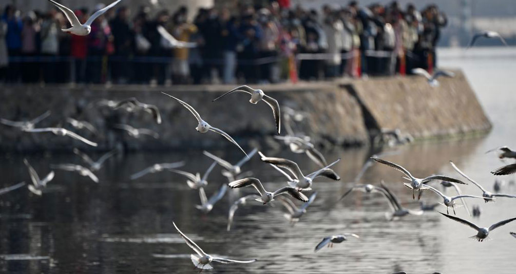 天津：海鸥翔集老码头