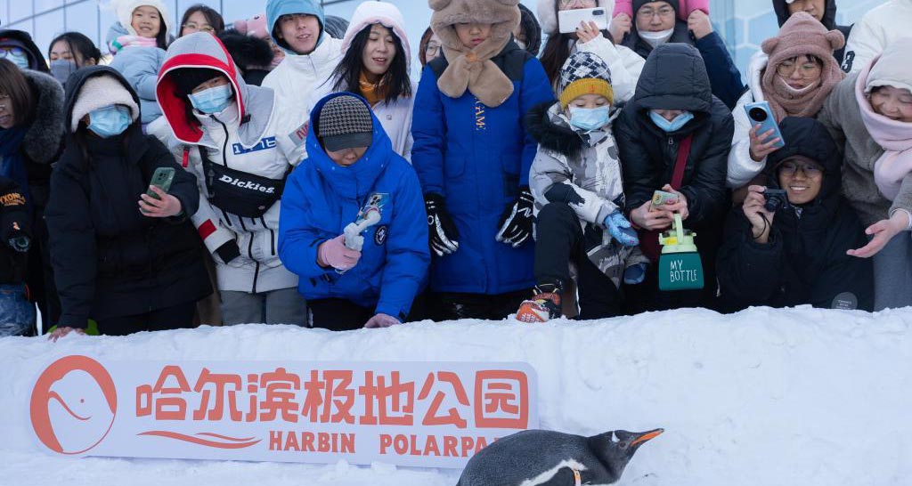 哈尔滨：企鹅冰雪巡游引游客